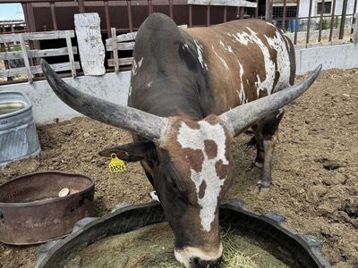 5-Year-Old Zebu Watusi Bull - Friendly, Unique Color Pattern