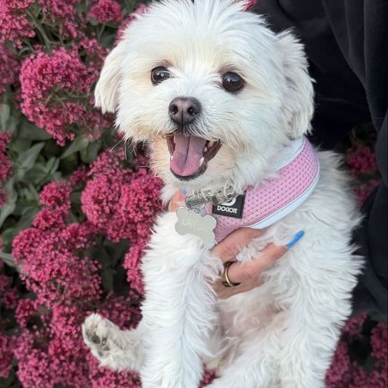 Maltese poodle