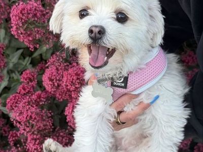 Maltese poodle