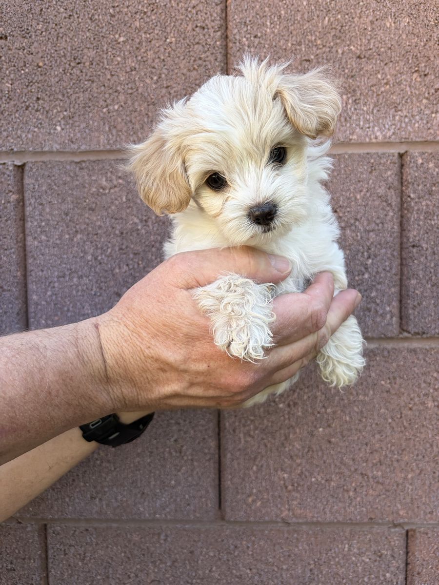 Shorkie-poos