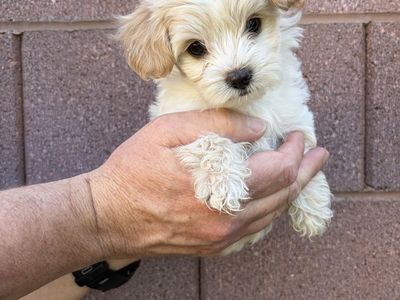 Shorkie-poos