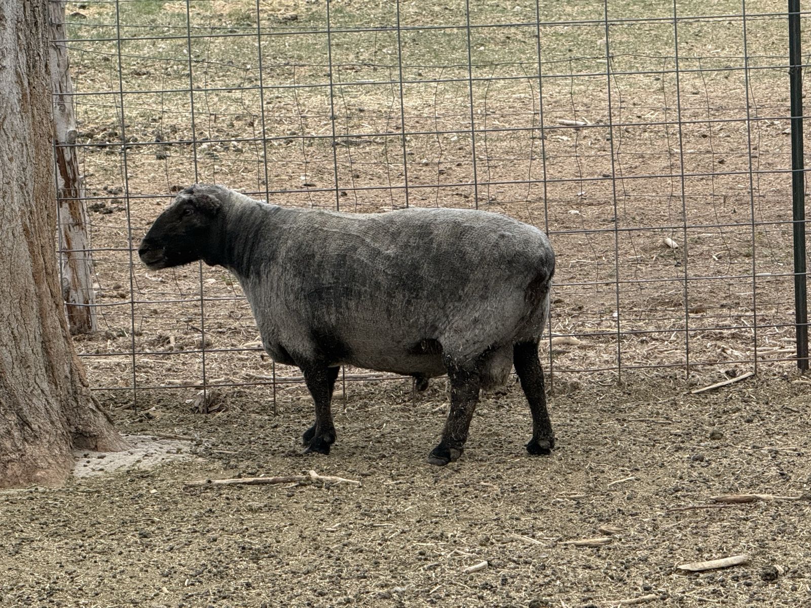 3 Year Old Babydoll Ram