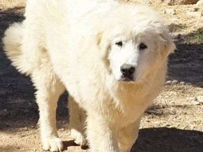 LGD Great Pyrenees