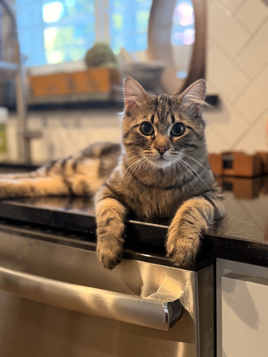 Male Siberian 7 months