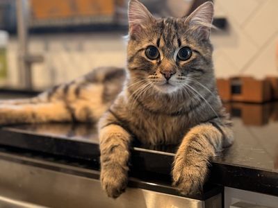 Male Siberian 7 months
