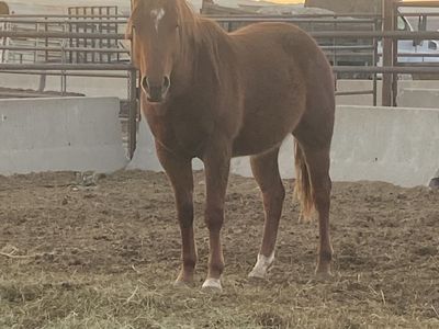 Coming Two Year Old AQHA Stud