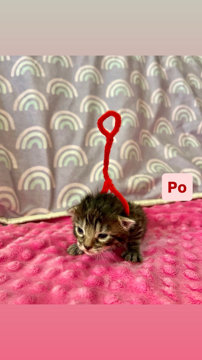 TAKING DEPOSITS Bengal, Maine coon mixed kittens!!