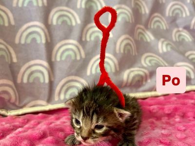 TAKING DEPOSITS Bengal, Maine coon mixed kittens!!