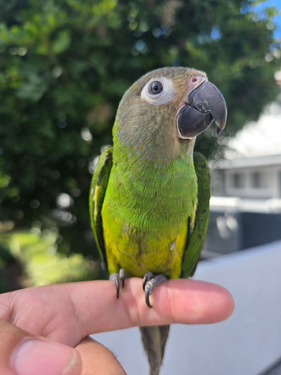 Tame Dusky Conure