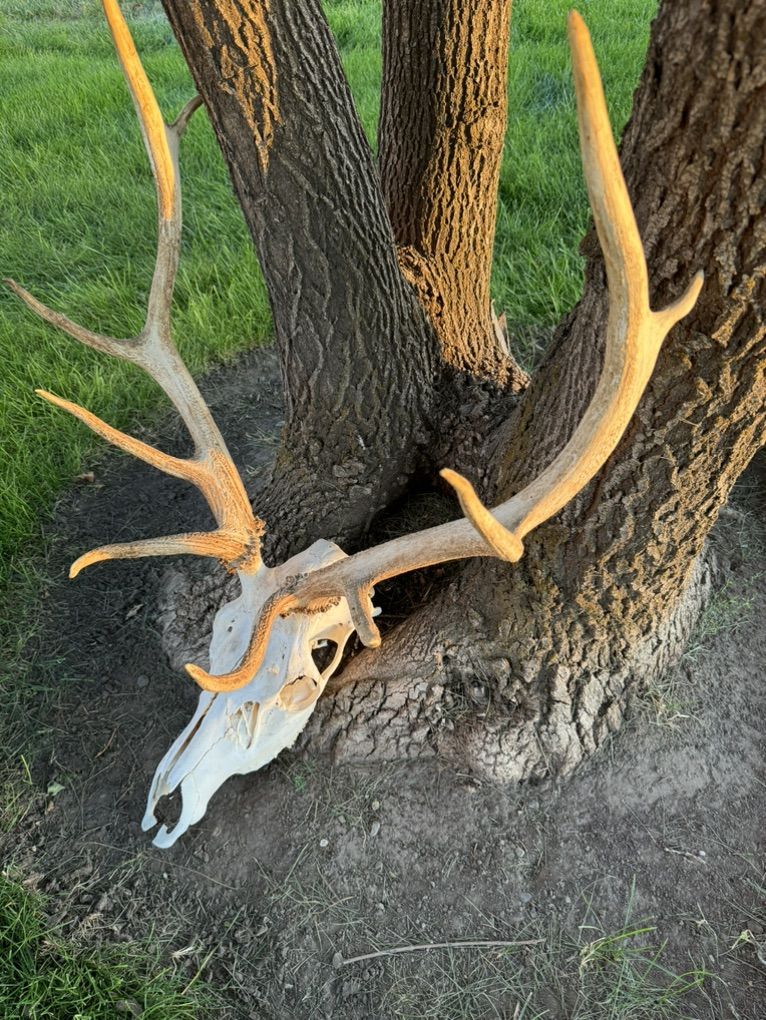Mike Deer Buck European Skull Mount- Large