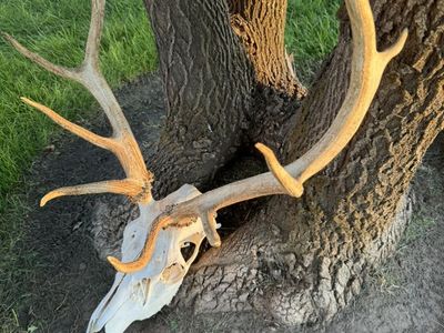 Mike Deer Buck European Skull Mount- Large