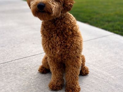 Mini Goldendoodles Stud