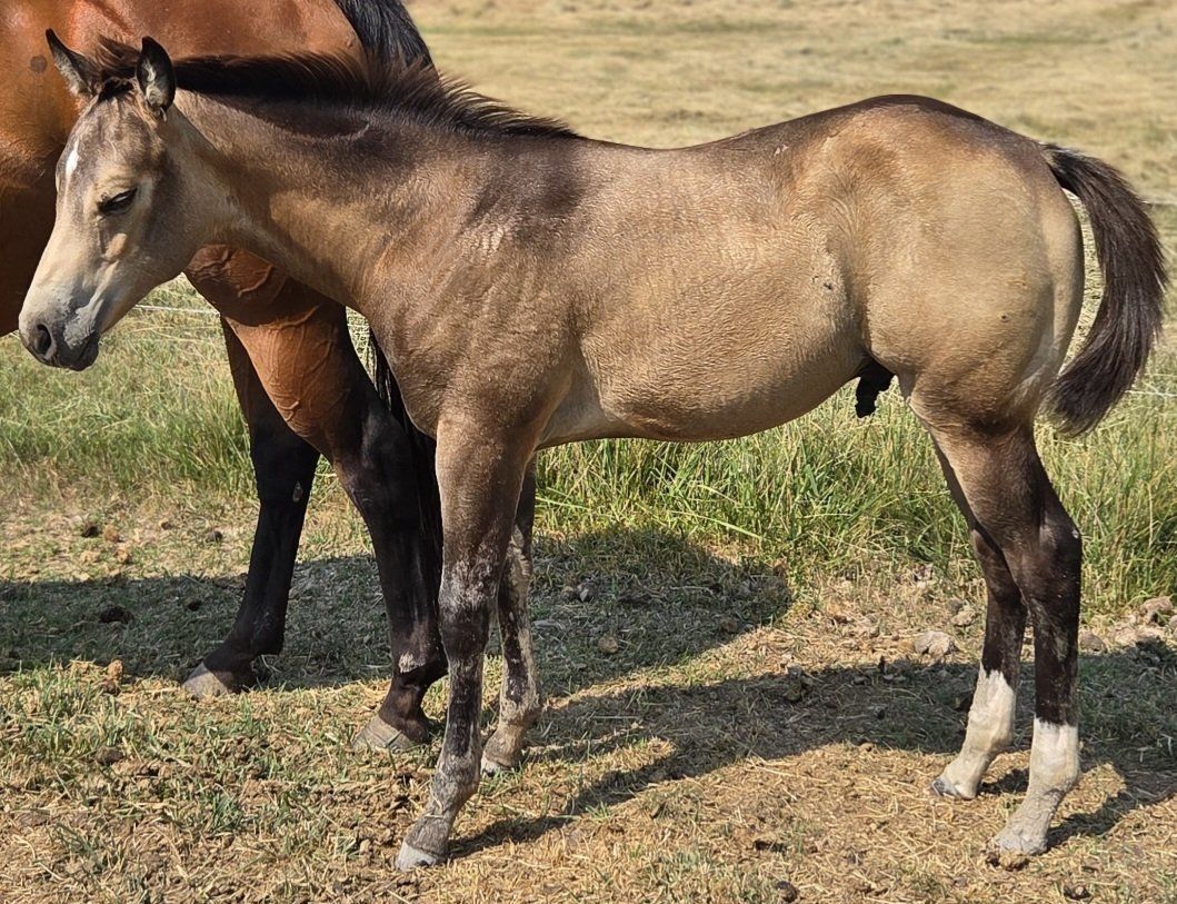 Will trade AQHA stud colts for Bred heifers 