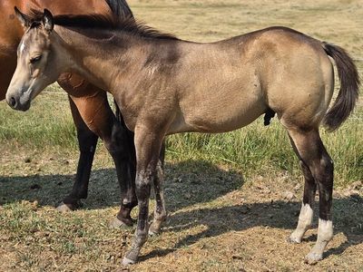Will trade AQHA stud colts for Bred heifers