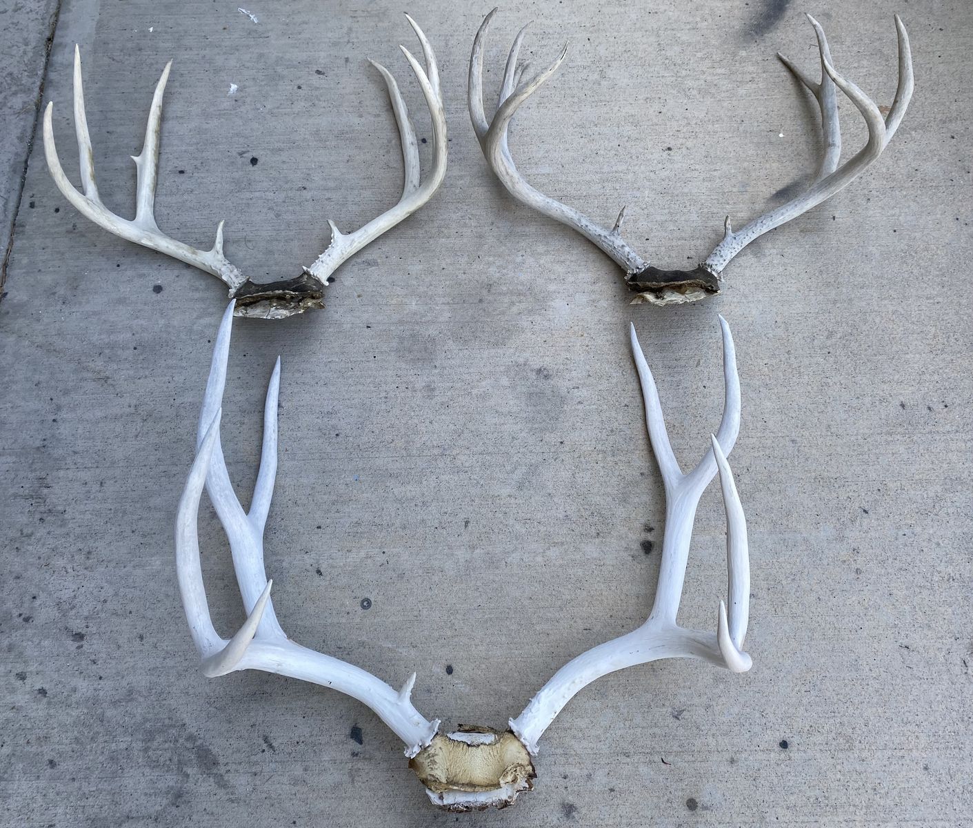 3 Mule Deer Racks!  Deep Forked 23” Wide Buck Included