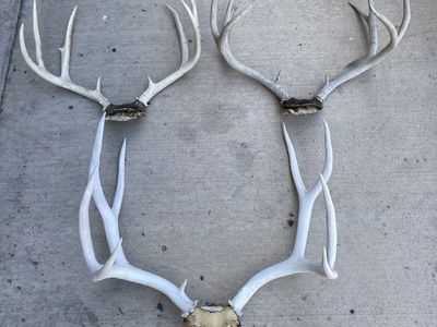 3 Mule Deer Racks! Deep Forked 23” Wide Buck Included