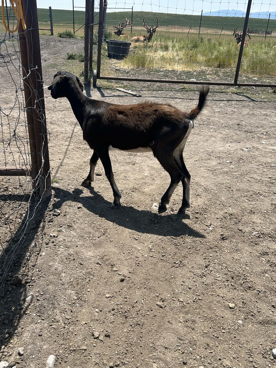 Nubian/Alpine milk goat