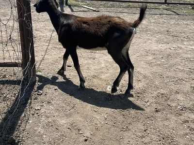 Nubian/Alpine milk goat