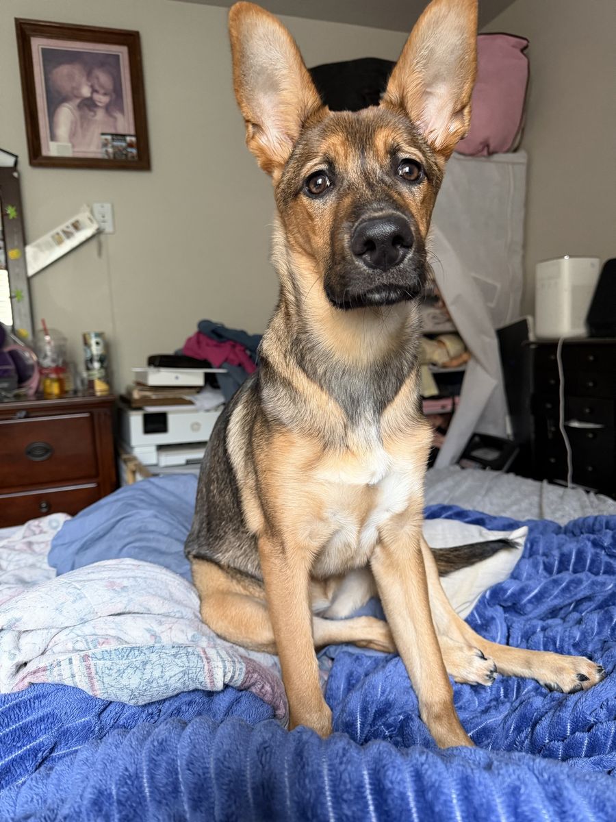 5 month old girl German shepherd mix