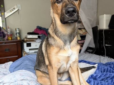 5 month old girl German shepherd mix