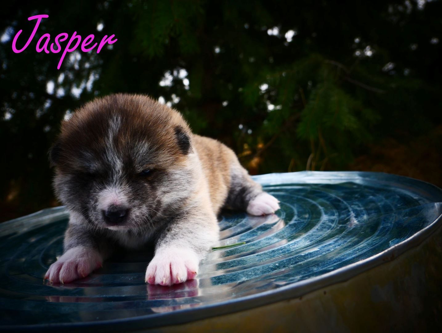 3 Week Old UKC Registered Pure Breed Japanese Akita's
