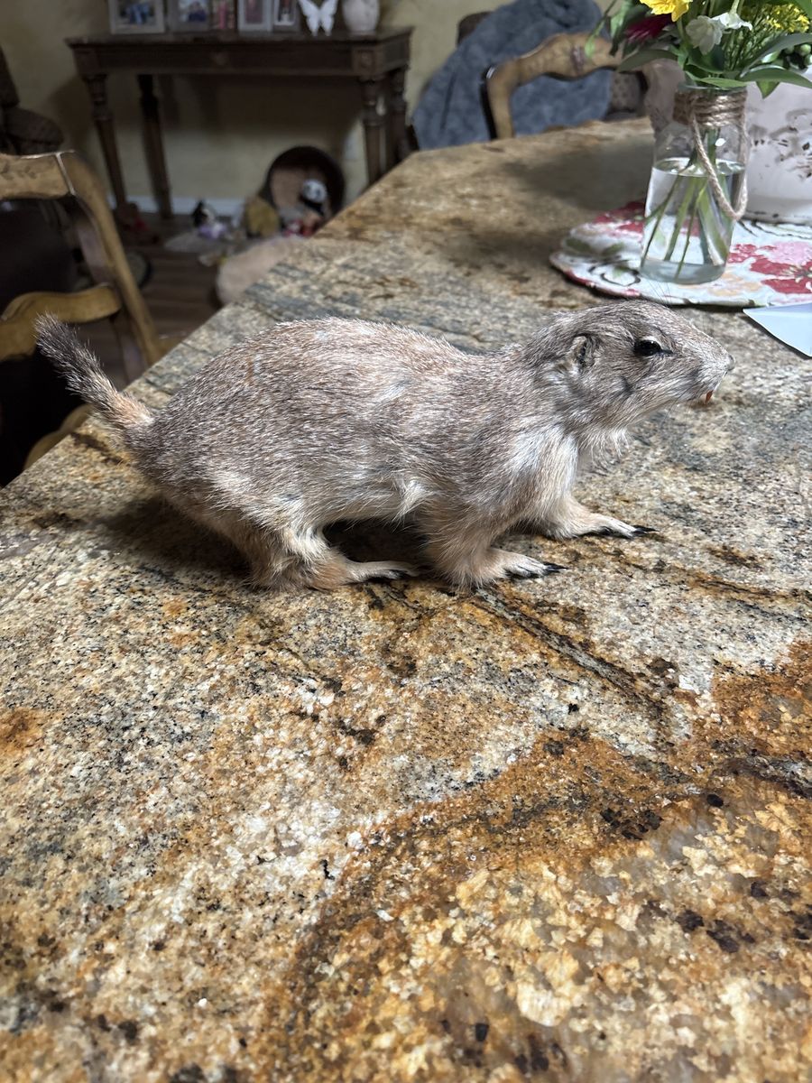Taxidermy prairie dog