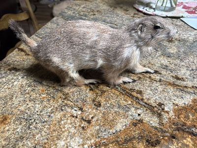 Taxidermy prairie dog