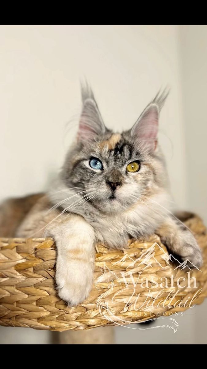 Future TICA maine coon kittens