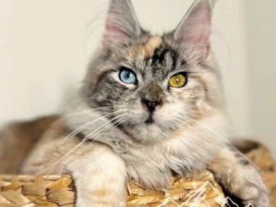 Future TICA maine coon kittens