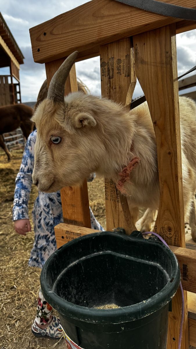 One Year Old Friendly Mini Lamancha goat wether