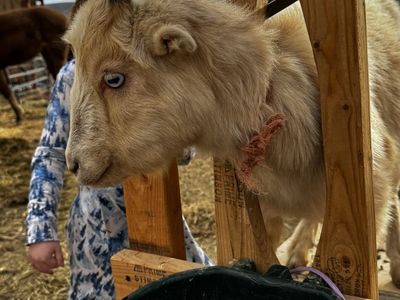 One Year Old Friendly Mini Lamancha goat wether