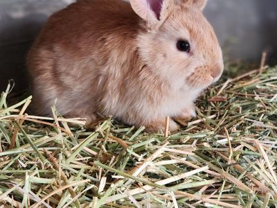 $30 - Male Baby 8 wks old buns- 1/2 Lop 1/4 Spotted English, 1/4 Giant Flenish.