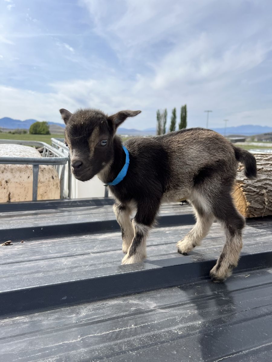 Blue Eyed Nigerian Dwarf Buckling