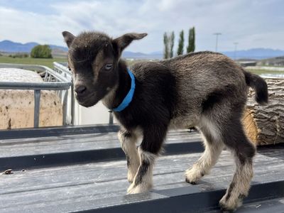Blue Eyed Nigerian Dwarf Buckling
