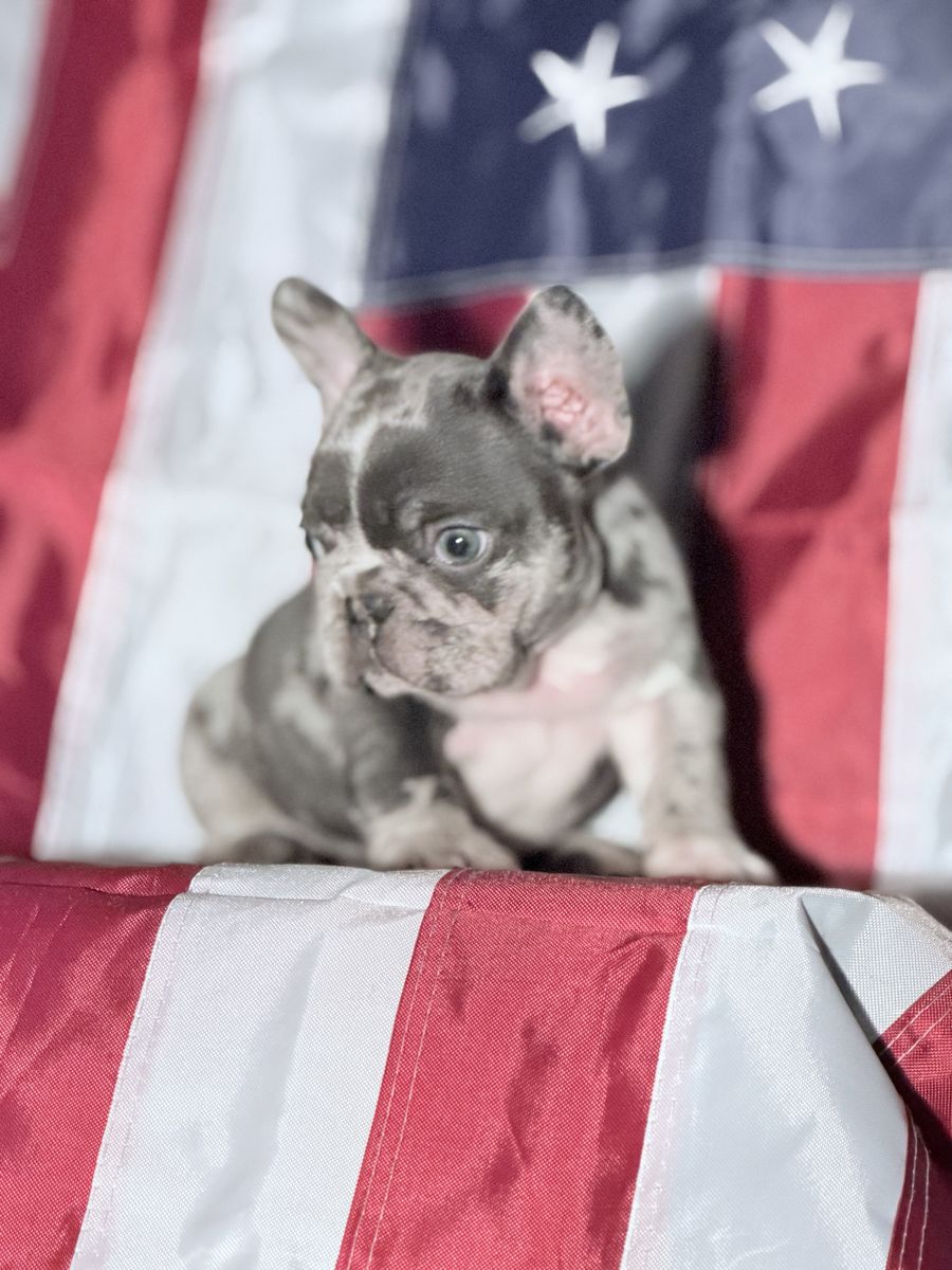 French Bulldog Puppies (Frenchies)