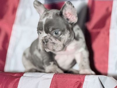 French Bulldog Puppies (Frenchies)