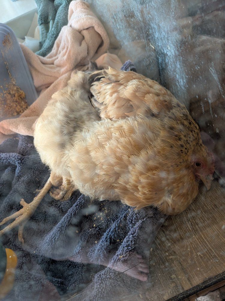 Injured Hen