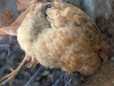 Injured Hen