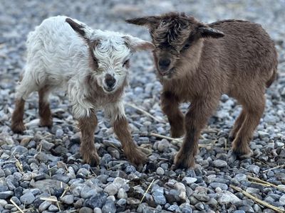 Gorgeous red mini silky fainting goat doeling