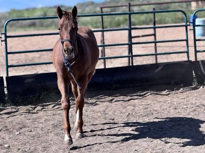 AQHA yearling colt
