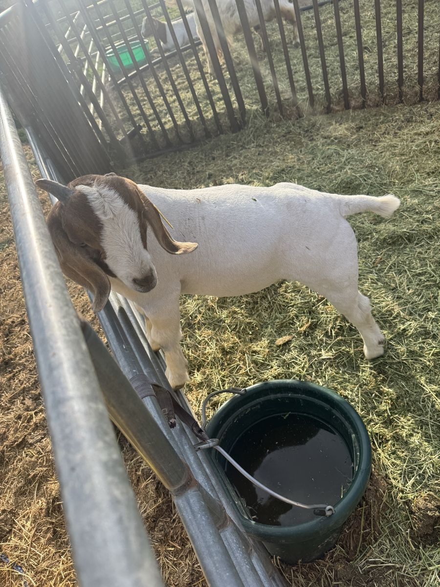 Goats
