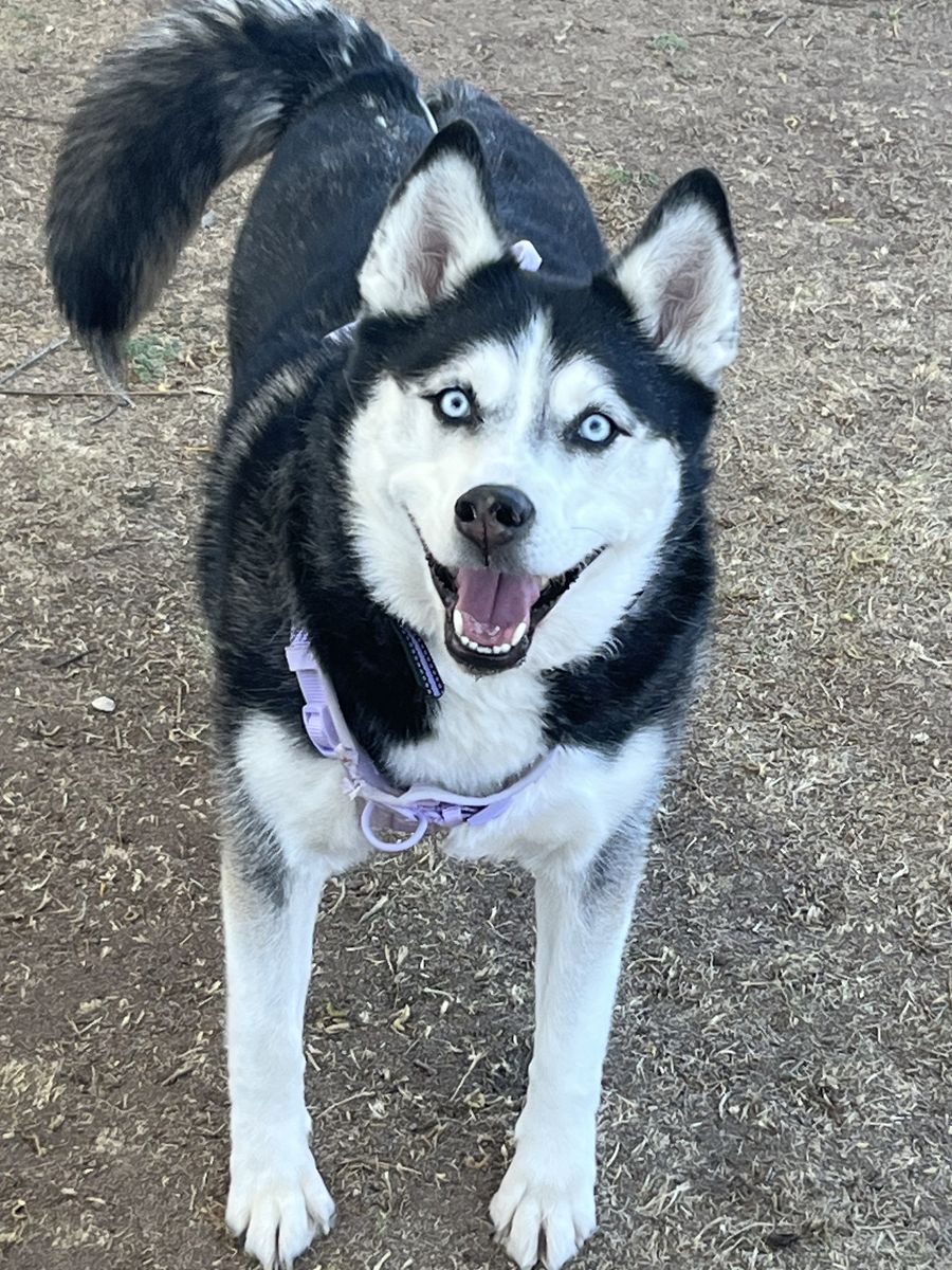 Husky needs Forever Home