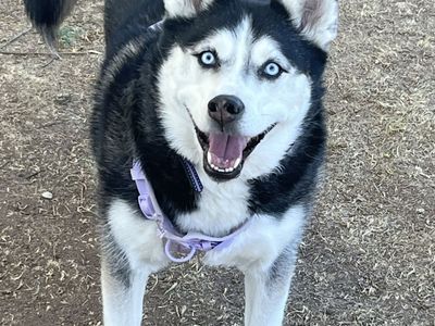 Husky needs Forever Home