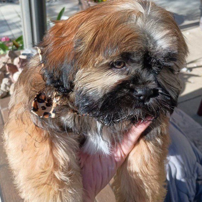 AKC registered Shih-Tzu
