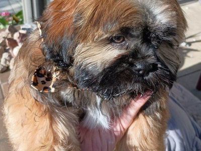 AKC registered Shih-Tzu