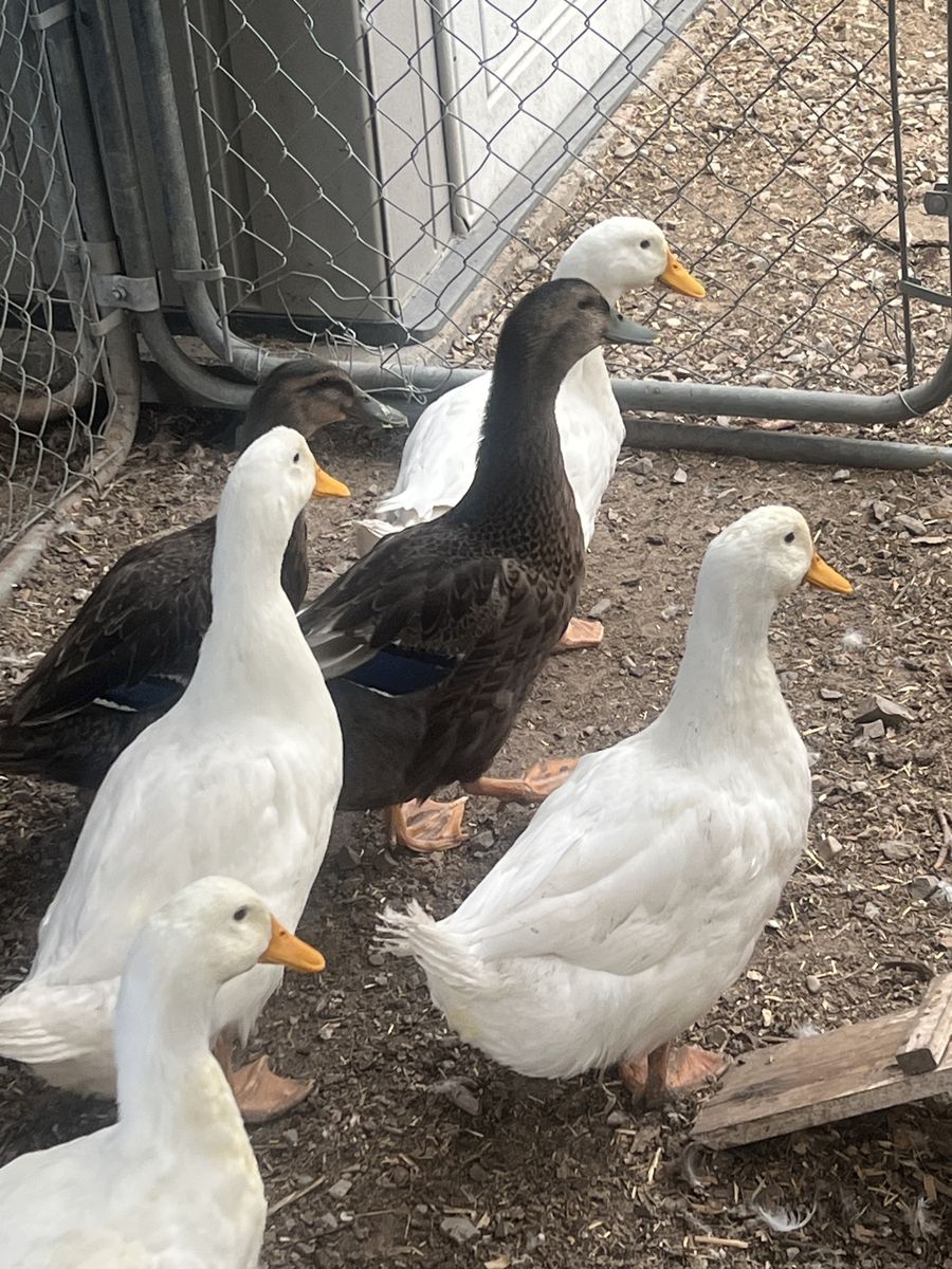 Young Ducks (Pekin & Rouen)