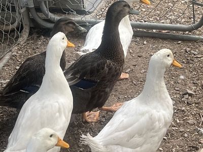 Young Ducks (Pekin & Rouen)
