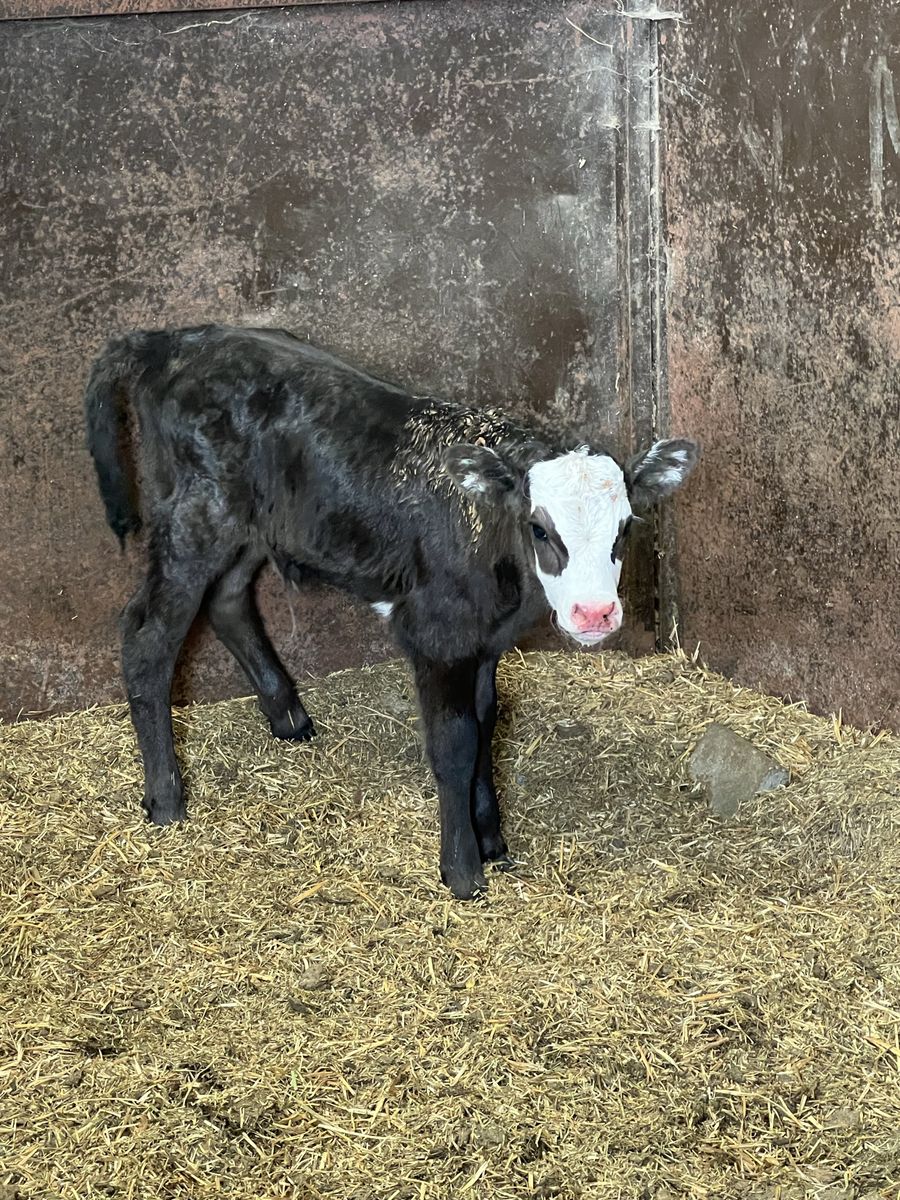 Wagyu cross heifer