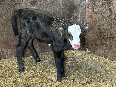 Wagyu cross heifer
