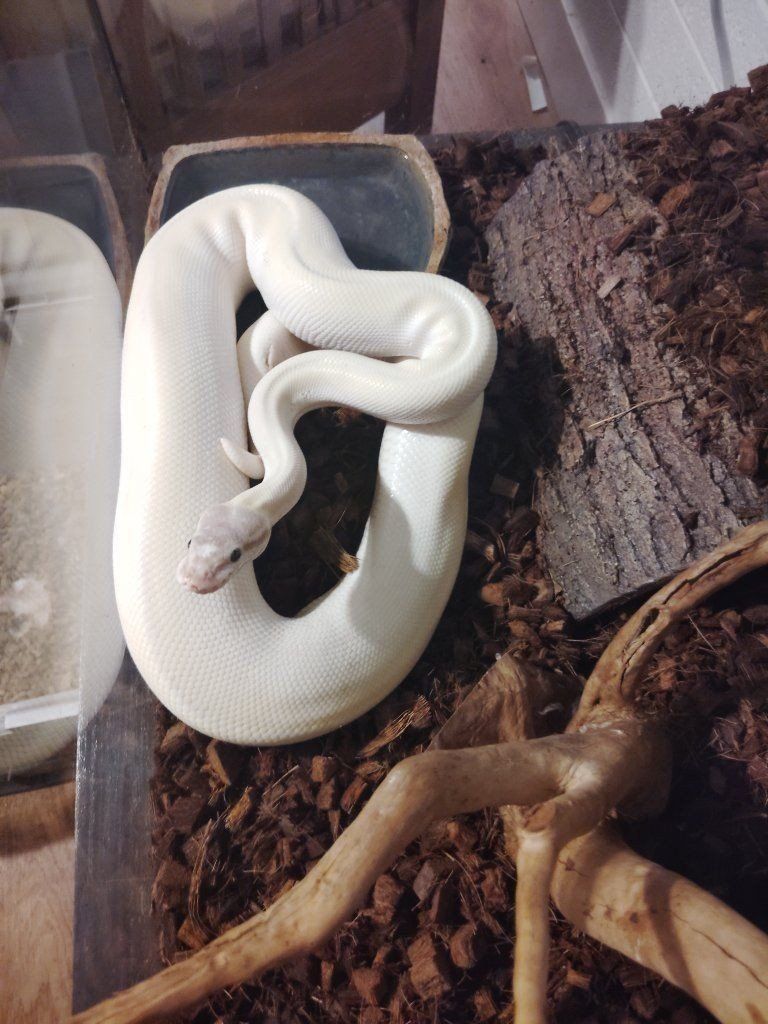 Ball Python